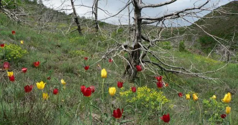 Tulipani shqiptar shpallet monument natyre/ Rritet vetëm në këtë qytet të vendit tonë