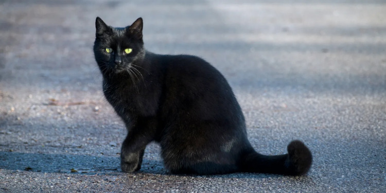 Macja e zezë ters apo fat? Si cilësohet në kultura të ndryshme, dhe pse 17 nëntori cilësohet si dita e kësaj kafshe mistike